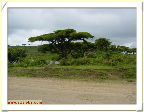 Kenya2004 (227).JPG