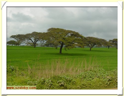 Kenya2004 (228).JPG