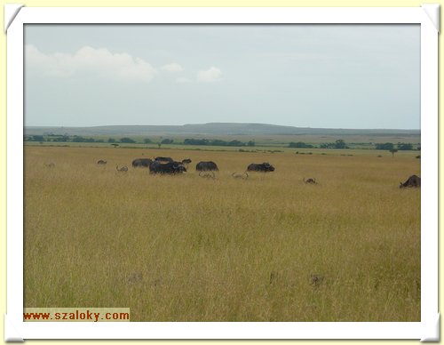Kenya2004 (269).JPG