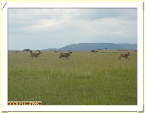 Kenya2004 (270).JPG