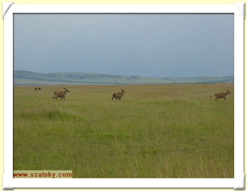 Kenya2004 (271).JPG