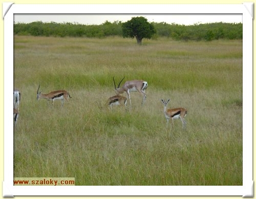 Kenya2004 (274).JPG