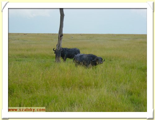 Kenya2004 (277).JPG