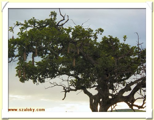 Kenya2004 (284).JPG