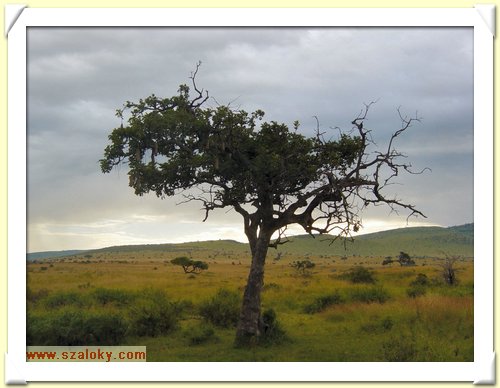 Kenya2004 (285).JPG