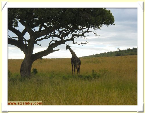 Kenya2004 (287).JPG