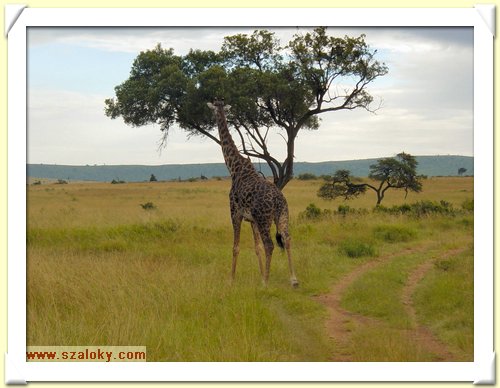 Kenya2004 (288).JPG