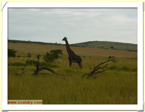Kenya2004 (290).JPG
