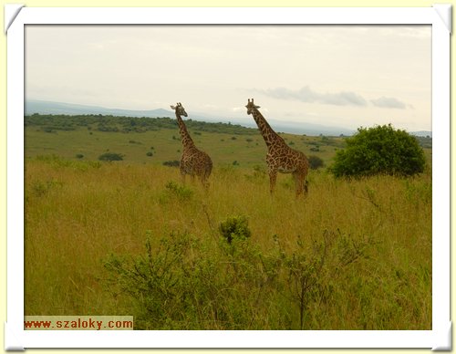 Kenya2004 (291).JPG