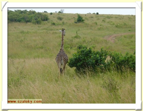 Kenya2004 (293).JPG