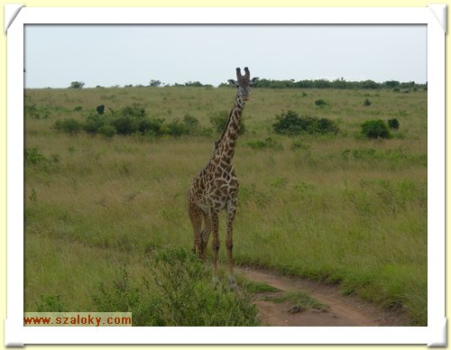 Kenya2004 (295).JPG