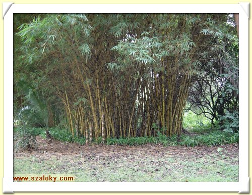 Kenya2004 (301).JPG