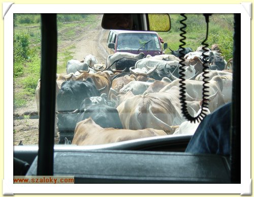 Kenya2004 (307).JPG