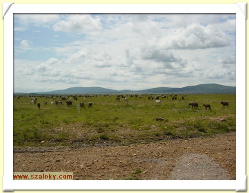 Kenya2004 (310).JPG