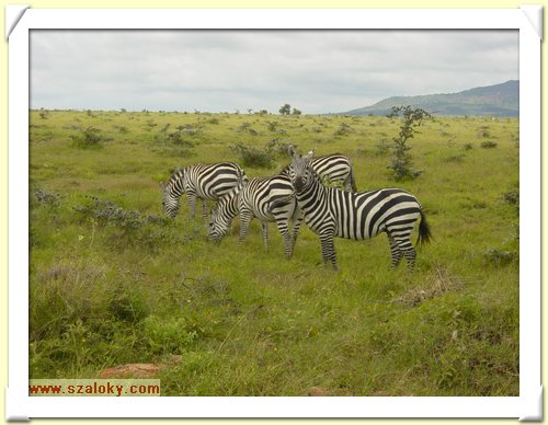 Kenya2004 (313).JPG
