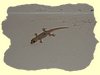 Kenya2004 (20).JPG