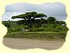 Kenya2004 (227).JPG