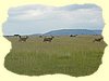 Kenya2004 (270).JPG