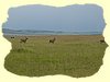 Kenya2004 (271).JPG