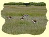 Kenya2004 (274).JPG