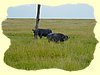Kenya2004 (277).JPG