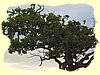 Kenya2004 (284).JPG