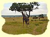 Kenya2004 (288).JPG
