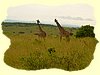 Kenya2004 (291).JPG