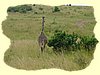 Kenya2004 (293).JPG