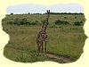 Kenya2004 (295).JPG