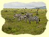 Kenya2004 (313).JPG