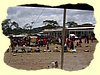 Kenya2004 (315).JPG