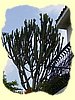 Kenya2004 (53).JPG